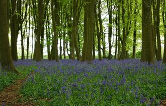 Bluebells at Foxholes Nature Reserve