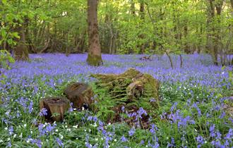 Arlington Bluebell Walk