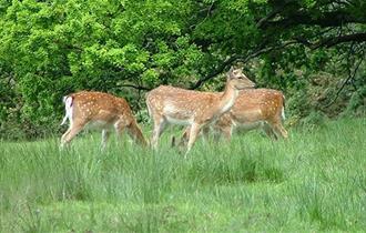 Bolderwood Deer Sanctuary