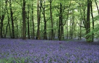 Bluebells at Foxholes near Bruern