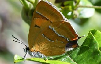 Butterflies and Moths of Selborne