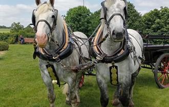 Heavy Horses Used in Traditional Farming