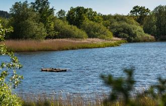 Frensham Great Pond in Surrey