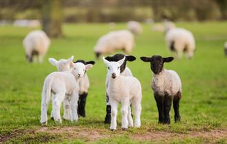 Celebrate Springtime at Odds Farm Park