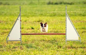 Paw Fest Event at Betteshanger Country Park