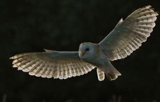 Evening Owls at Hawk Conservancy Trust