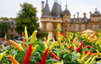 Chilli plants in front of the Manor