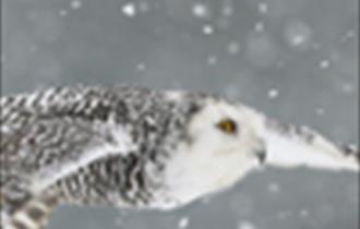 Owl in flight