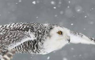 pic of owl