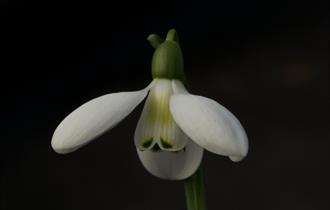 Snowdrop & Spring Plant Fair at Kingston Bagpuize House and Gardens