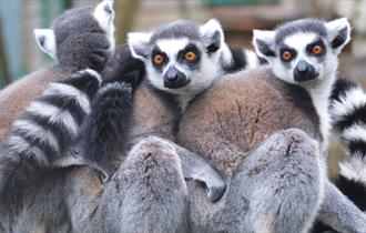 Close Encounter Lemur Experience at Drusillas Park near Eastbourne