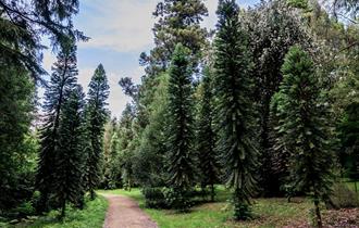 Coates Wood in summer