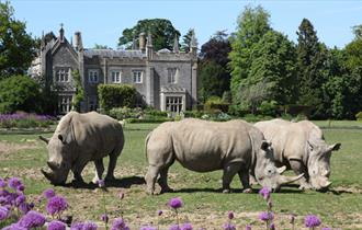 Cotswold Wildlife Park rhinos