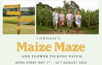 Cowdray's Maize Maze and Sunflower Picking Patch
