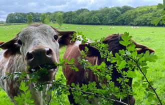 South of England Rare Breeds Centre
