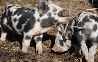 Cute Pigletts at Kent Heritage Farm Park