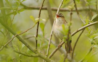 Reed warbler singing