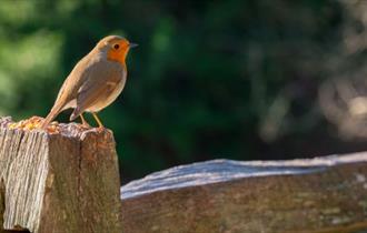 Robin singing
