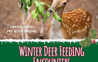 Feeding deer with branch