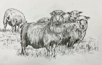 Sheep in a field