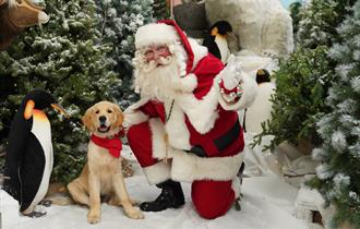 Festive Santa Paws 2024