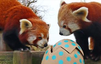 Easter at Drusillas Park