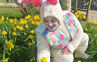 easter bunny picking flowers