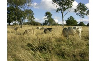 Epsom Common