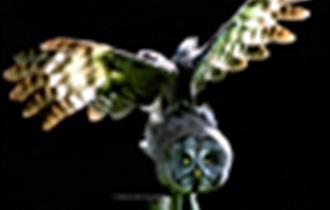 Owl in flight