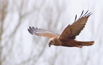 Evening Roost event