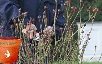 Gilbert's Garden Rose Pruning