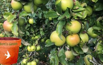 Gilbert's Garden: Fruit Picking Day