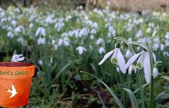 Snowdrops