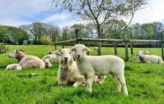 Woolly Week at The Rare Breeds Centre