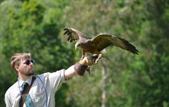 Falconry Display