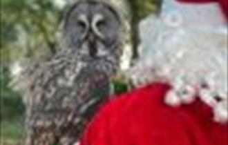 Father Christmas with Owl