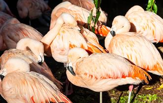 Flamingos at Birdworld