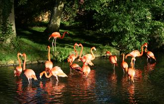 Flamingos at Birdland