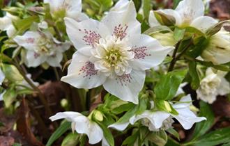 Horticultural Garden Tours