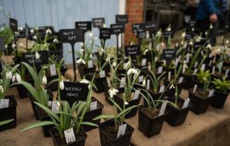 plants on a table for sale