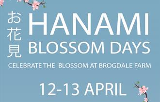 Hanami Blossom Days at Brogdale