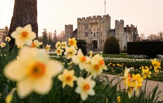 Daffodils at Hever Castle