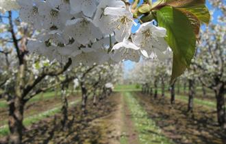 Spring Blossom Tours