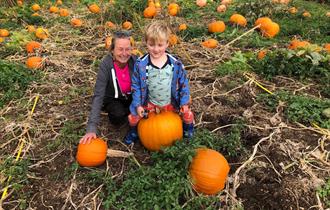 Coombes Amazing Maize Maze & Pumpkins