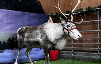 Real Reindeer