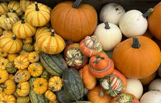 Somerley Fields Pumpkins
