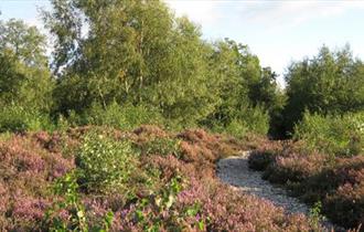 Snelsmore Common Country Park, Berkshire