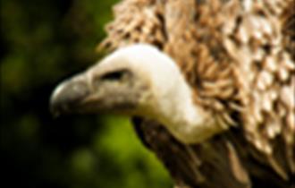 pic of vulture