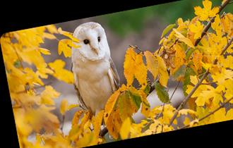 Nature’s Autumn Playground