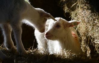 Lambs at Farmer Gow's